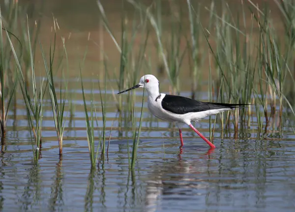 Üreme tüylerinde bulunan siyah kanatlı stilt (Himantopus himantopus) bir dere kıyısında yakın plan fotoğraf çekilmiştir.