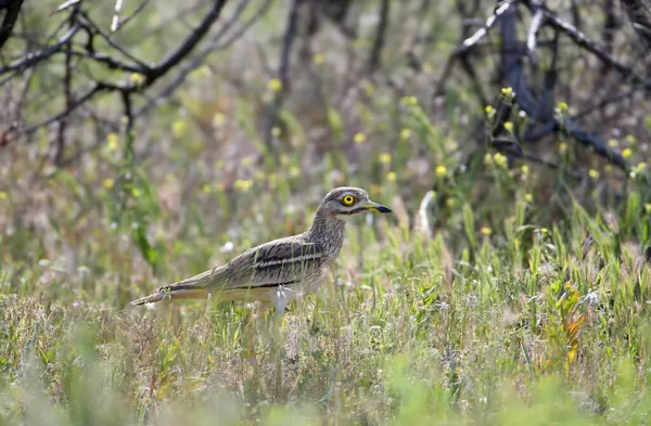 Tek ve çift taş bukleli (Burhinus oedicnemus) doğal ortamlarında yakın çekim altında yakalanır.