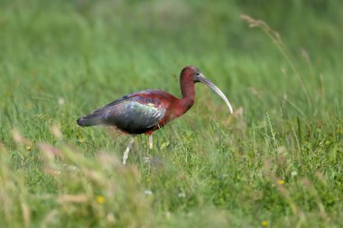 Yetişkin ve genç parlak aynak (Plegadis falcinellus), çevreleyen ve yeşil çimen arka planına karşı çevrili bir gölün kıyısında yakın plan çekimleri yaptı.
