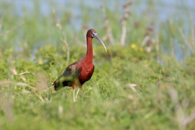 Yetişkin ve genç parlak aynak (Plegadis falcinellus), çevreleyen ve yeşil çimen arka planına karşı çevrili bir gölün kıyısında yakın plan çekimleri yaptı.