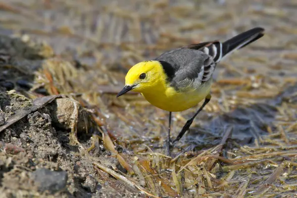 Citrine Wagtail 'in (Motacilla citreola) gölet suyundaki kayaların üzerinde duran yakın plan fotoğrafı.