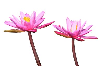 Nilüfer çiçekleri beyaz arka planda izole edilmiş su yüzeyine yakın çekim yaparlar.