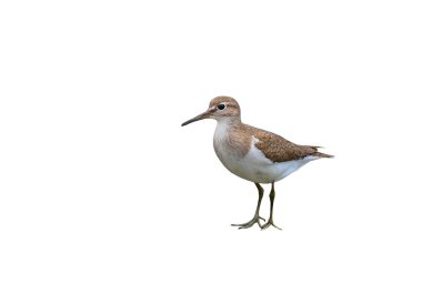 Çulluk (Actitis hypoleucos) beyaz arkaplanda izole edilmiş metal bir yapı üzerinde durur.