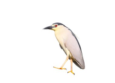 Yetişkinler gecesi yakın plan portresi. Beyaz arka planda izole edilmiş kalın bir dalda bir kuş duruyor.