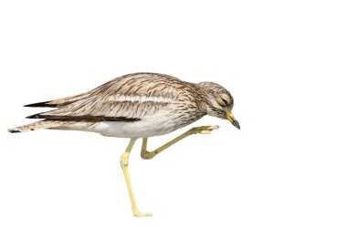 Beyaz arka planda izole bir şekilde kumların üzerinde duran kaldırılmış pençeli bir taş kıvrımının yakın plan portresi.