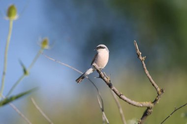 Erkek kırmızı sırtlı örümcekkuşu (Lanius collurio) bulanık bir arka planda bir ağaç dalında otururken yakın plan çekim yapar.