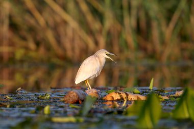 Yalnız bir squacco balıkçıl (Ardeola ralloides) bulanık bir arka planda su bitkisi üzerinde yakın plan çekilir.