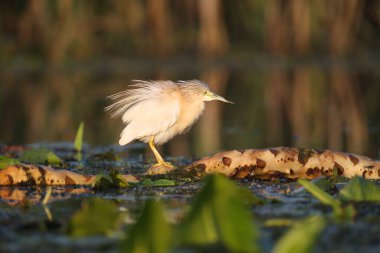 Yalnız bir squacco balıkçıl (Ardeola ralloides) bulanık bir arka planda su bitkisi üzerinde yakın plan çekilir.