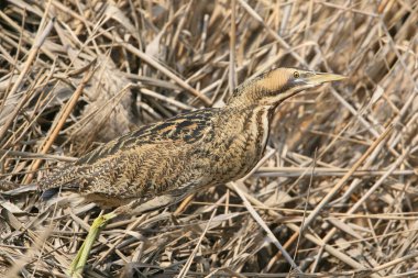 Yetişkin bir Avrasya bittern 'i (Botaurus stellaris) bir sazlıkta yakın çekim çekilir.