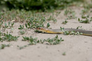 Yetişkin bir Kaspiyan yılanı (Dolichophis caspius) çimenlerin arasındaki kil toprakta yakından çekilir.