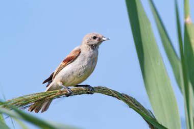 Genç penduline kamış yakın çekim gökyüzüne karşı bir sazlığın üzerinde oturuyor