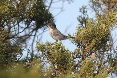 Yetişkin bir erkek Kıbrıs ötleğeni (Curruca melanothorax) bir thuja ağacında yakın plan çekilirken görülüyor