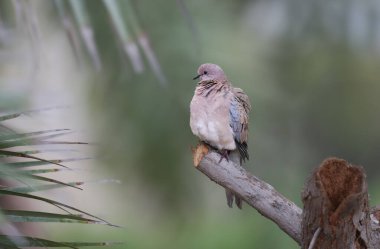 Bir Avrupa güvercin kaplumbağasının (Streptopelia turtur) bulanık bir arka plana yakın plan görüntüsü
