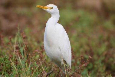 Bulanık bir arka planda batılı bir sığır balıkçısının (Ardea ibis) yakın plan portresi