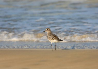 Kışın kumların üzerinde duran siyah karınlı bir yağmurluğun (Pluvialis squatarola) yakın çekimi