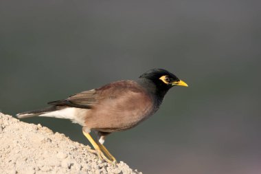 Kış tüyleri içinde bir Hint mitnası (Acridotheres tristis) kumlu bir yamaçta yakın plan çekilir..