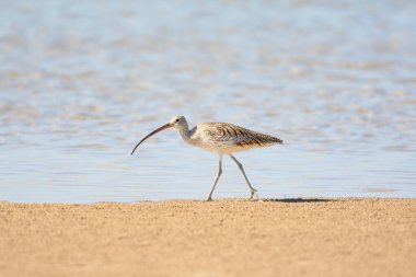 Bir körfezin kumlu sahilinde Avrasya kıvrımının (Numenius arquata) yakın plan çekimi.