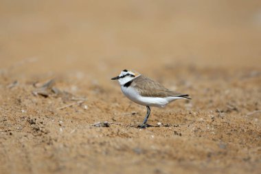 Kışın tüylü erkek bir Kentish plover (Anarhynchus alexandrinus) kumun üzerinde yakın plan çekilir..