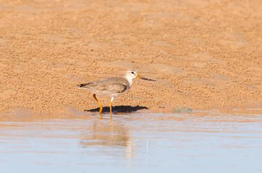 Yetişkin bir Terek çulluğu (Xenus cinereus) kumlu bir plajda beslenir..