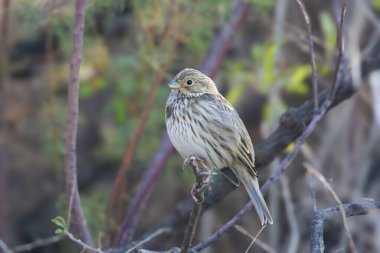 Erişkin mısır kiraz kuşu (Emberiza calandra) çalılıklarda otururken yakın planda filme alındı