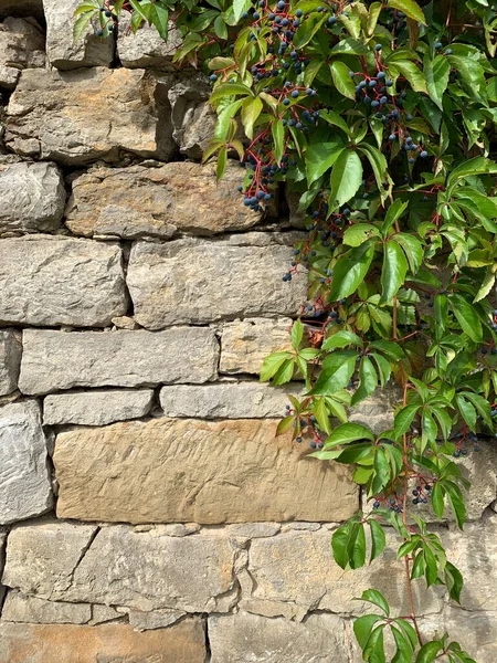 Hintergrundbild Einer Alten Steinmauer Mit Grünen Blättern Und Blauen Wilden — Stockfoto