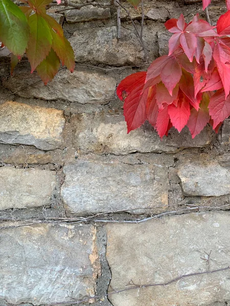 背景图像为一堵红色和绿色野生葡萄叶子的古老石墙的特写 纹理背景 文字的位置 — 图库照片