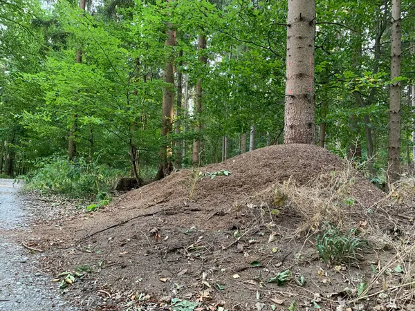 A large anthill at the foot of a tree along a path in a forest in West Germany. Horizontal photo.