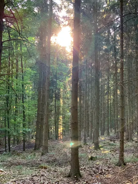 Sunlight breaks through the trees in a forest in West Germany. Vertical photo.