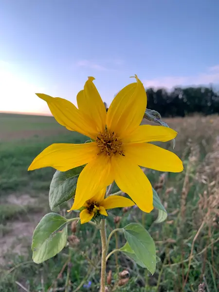 Lonely yellow flower of a decorative sunflower close-up in a field. Vertical photo.