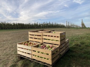 Bir Alman çiftliğindeki ahşap sandıklarda kırmızı ve yeşil elma hasadı, bir elma bahçesinin arka planında yeşil çimlerde duran palet. Yakın plan. Yatay fotoğraf. Yan görünüm.