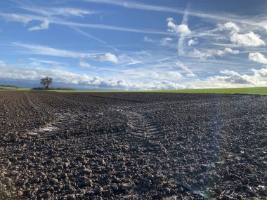 Ufukta yalnız bir ağaç, bulutlar ve yağmurdan sonra ıslak toprak parçalarıyla mavi gökyüzünün kavşağında duruyor. Güneşli havada Almanya 'da kır manzarası.