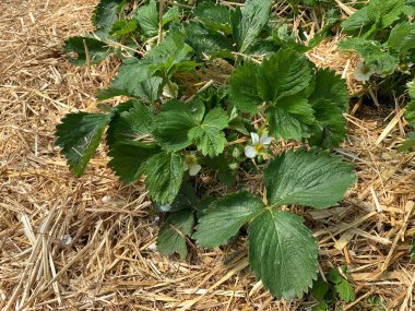 Yerde saman üzerinde çilek çiçekleri var. 2024 ilkbaharında. Bir çalılığın yatay yakın plan fotoğrafı.