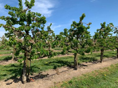 2024 baharında Almanya 'da yeşil çimen ve mavi gökyüzü zeminine karşı açmayı neredeyse bitiren bol yapraklı kirazlar. Yatay fotoğraf.
