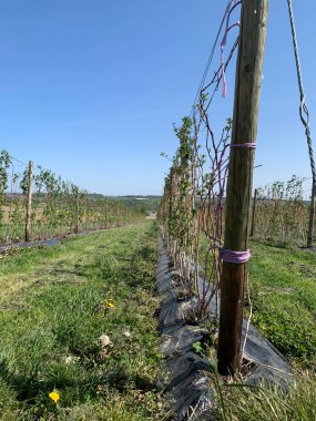 2024 ilkbaharının başlarında Almanya 'da ahududu bahçesi yeşil çimen ve mavi gökyüzünün arka planına karşı. Birkaç yaprak. İpler çok sıkı. Dikey fotoğraf.