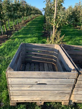 Hasat zamanının parlak kırsal manzarası. Tahta boş hasat sandığı yakın plan. Arka planda sıra sıra meyve ağaçları ve mavi gökyüzü var. Tarım ve hasat projeleri için mükemmel. Yukarıdan görüntüle.