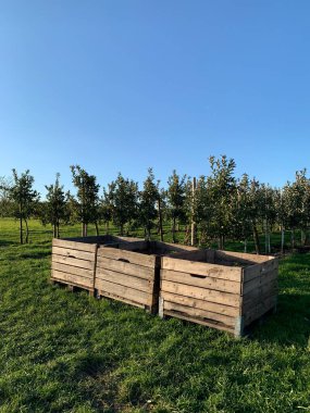Hasat zamanının parlak kırsal manzarası. Ön planda tahta boş hasat sandıkları. Arka planda sıra sıra meyve ağaçları ve mavi gökyüzü var. Tarım ve hasat projeleri için mükemmel..