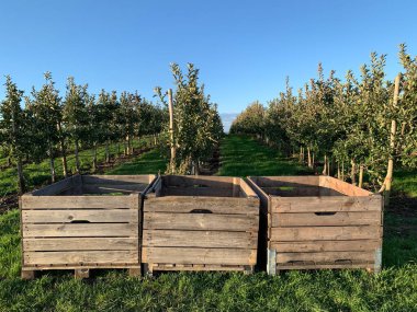 Hasat zamanının parlak kırsal manzarası. Ön planda tahta boş hasat sandıkları. Arka planda sıra sıra meyve ağaçları var. Tarım ve hasat projeleri için mükemmel..