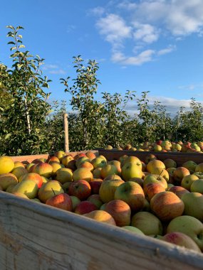 Önünde tahta sandıklar olan parlak kırsal bir manzara. Sandıklar elma dolu. Arka planda açık mavi gökyüzünün altında meyve ağaçları var. Tarım ve hasat projeleri için mükemmel..