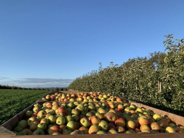 Önünde tahta sandıklar olan parlak kırsal bir manzara. Sandıklar elma dolu. Arka planda açık mavi gökyüzünün altında meyve ağaçları var. Tarım ve hasat projeleri için mükemmel..