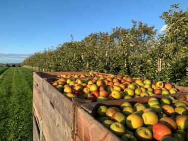 Önünde tahta sandıklar olan parlak kırsal bir manzara. Sandıklar elma dolu. Arka planda açık mavi gökyüzünün altında meyve ağaçları var. Tarım ve hasat projeleri için mükemmel..