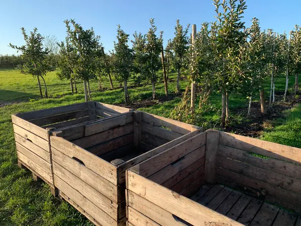 Hasat zamanının parlak kırsal manzarası. Ön planda tahta boş hasat sandıkları. Arka planda sıra sıra meyve ağaçları ve mavi gökyüzü var. Tarım ve hasat projeleri için mükemmel. Yukarıdan görüntüle