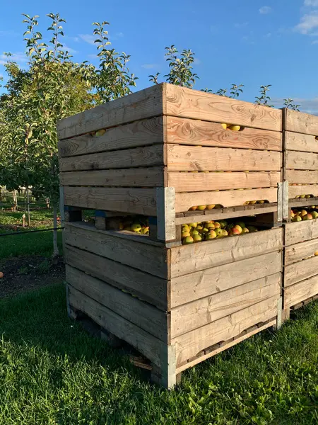 Önünde tahta sandıklar olan parlak kırsal bir manzara. Sandıklar elma dolu. Arka planda açık mavi gökyüzünün altında meyve ağaçları var. Tarım ve hasat projeleri için mükemmel..