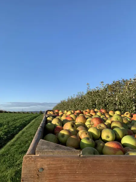 Önünde tahta sandıklar olan parlak kırsal bir manzara. Sandıklar elma dolu. Arka planda açık mavi gökyüzünün altında meyve ağaçları var. Tarım ve hasat projeleri için mükemmel. Dikey fotoğraf