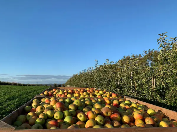 Önünde tahta sandıklar olan parlak kırsal bir manzara. Sandıklar elma dolu. Arka planda açık mavi gökyüzünün altında meyve ağaçları var. Tarım ve hasat projeleri için mükemmel..