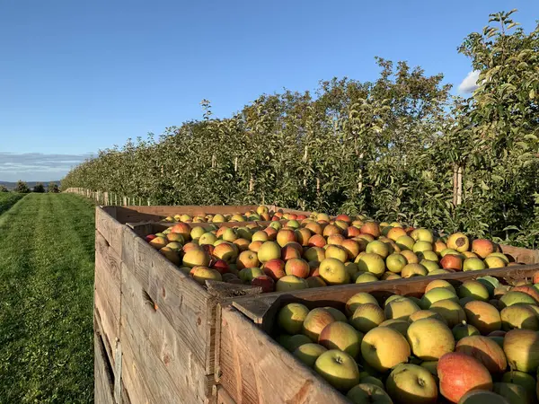 Önünde tahta sandıklar olan parlak kırsal bir manzara. Sandıklar elma dolu. Arka planda açık mavi gökyüzünün altında meyve ağaçları var. Tarım ve hasat projeleri için mükemmel..