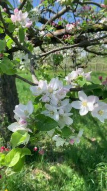 Elma çiçeklerini yemyeşil çimenlerin arka planına yakın planda tut. Arılar yumuşak pembe ve beyaz yapraklar ve tomurcuklar arasında uçarlar. Elma bahçesinde bahar. Dikey video.