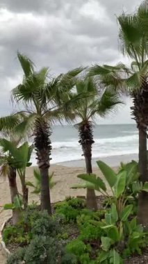 İspanya 'nın Marbella kentindeki tropik sahil manzarasında uzun palmiye ağaçları ve kumlu bir sahile karşı yemyeşil bitkiler ve bulutlu bir gökyüzü altında hafif okyanus dalgaları bulunur. Doğal güzelliği ve sakin sahil atmosferiyle mükemmel bir tatil yeri..