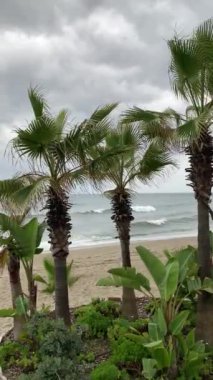 İspanya 'nın Marbella kentindeki tropik sahil manzarasında uzun palmiye ağaçları ve kumlu bir sahile karşı yemyeşil bitkiler ve bulutlu bir gökyüzü altında hafif okyanus dalgaları bulunur. Doğal güzelliği ve sakin sahil atmosferiyle mükemmel bir tatil yeri..