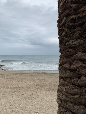 Bulutlu bir kıyı şeridinin sakin bir görüntüsü. Yumuşak dalgalar boş bir kumsala vuruyor. Sağ tarafta pürüzsüz bir palmiye gövdesi görünüyor ve sakin okyanus manzarasını çerçeveliyor. Doğa, rahatlama ve plaj titreşim temaları için mükemmel..