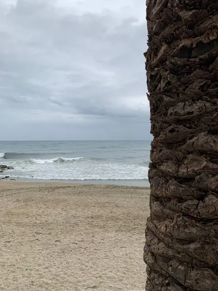 Bulutlu bir kıyı şeridinin sakin bir görüntüsü. Yumuşak dalgalar boş bir kumsala vuruyor. Sağ tarafta pürüzsüz bir palmiye gövdesi görünüyor ve sakin okyanus manzarasını çerçeveliyor. Doğa, rahatlama ve plaj titreşim temaları için mükemmel..